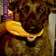 Siris is registered to the contest to win money with this photo: animal, baguette, bread, brown, canine, closeup, companion, cute, dog, domestic_animal, food, friendly, fur, indoor, kitchen, looking_at_camera, mouth, pet, portrait, snout