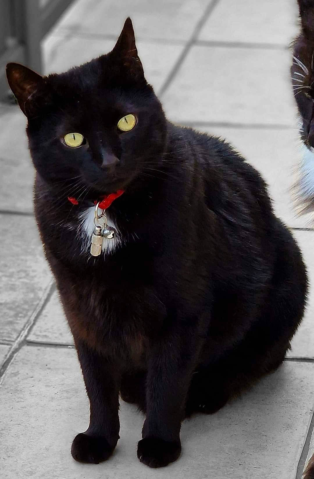 Oréo a rejoint le concours — aidez-le/la à gagner de superbes lots ! black_cat, bombay, carnivore, cat, claw, domestic_short_haired_cat, felidae, fur, grey, paw, sitting, small_to_medium_sized_cats, snout, tail, terrestrial_animal, whiskers, window