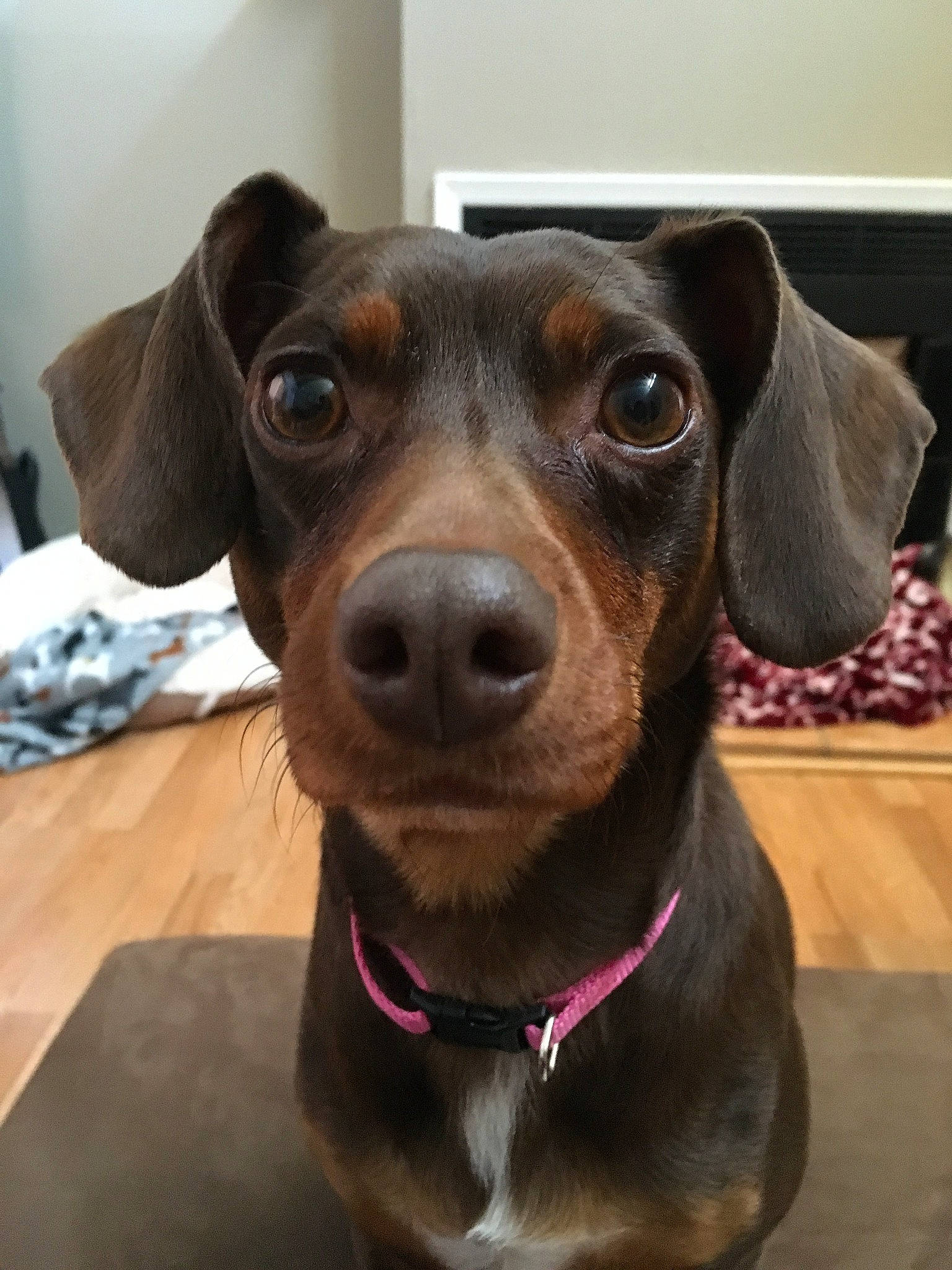 Lily is registered to the contest to win money with this photo: beagador, canidae, carnivore, collar, companion_dog, dachshund, dog, dog_breed, dog_collar, ear, fawn, mammal, nose, patterdale_terrier, puppy, snout, sporting_group, vertebrate, whiskers