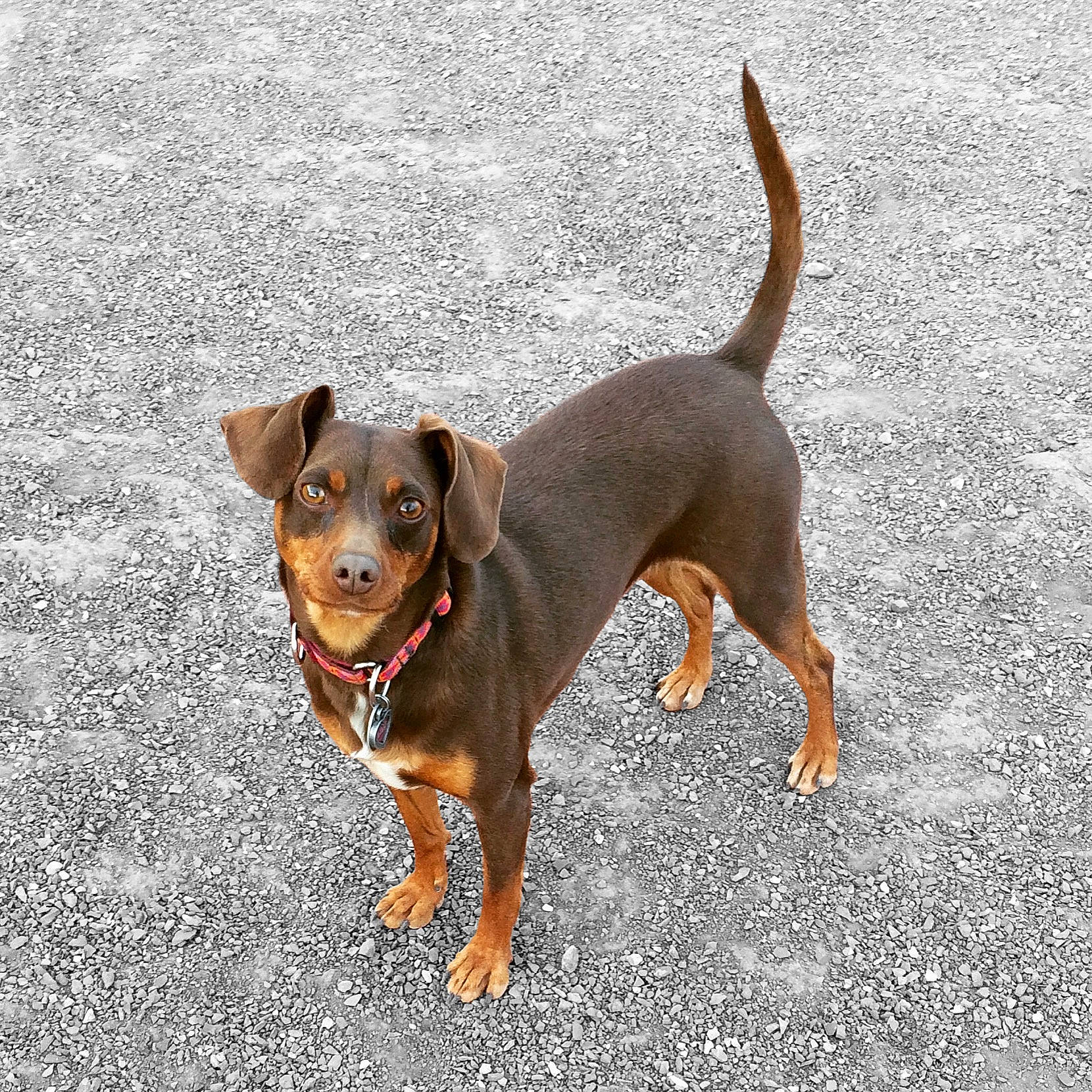 Lily joined the competition — help win amazing prizes! black_and_tan_terrier, canidae, carnivore, companion_dog, dog, dog_breed, fawn, german_pinscher, mammal, manchester_terrier, miniature_pinscher, pinscher, prazsky_krysarik, puppy, rare_breed_dog, snout, toy_dog, vertebrate, working_dog