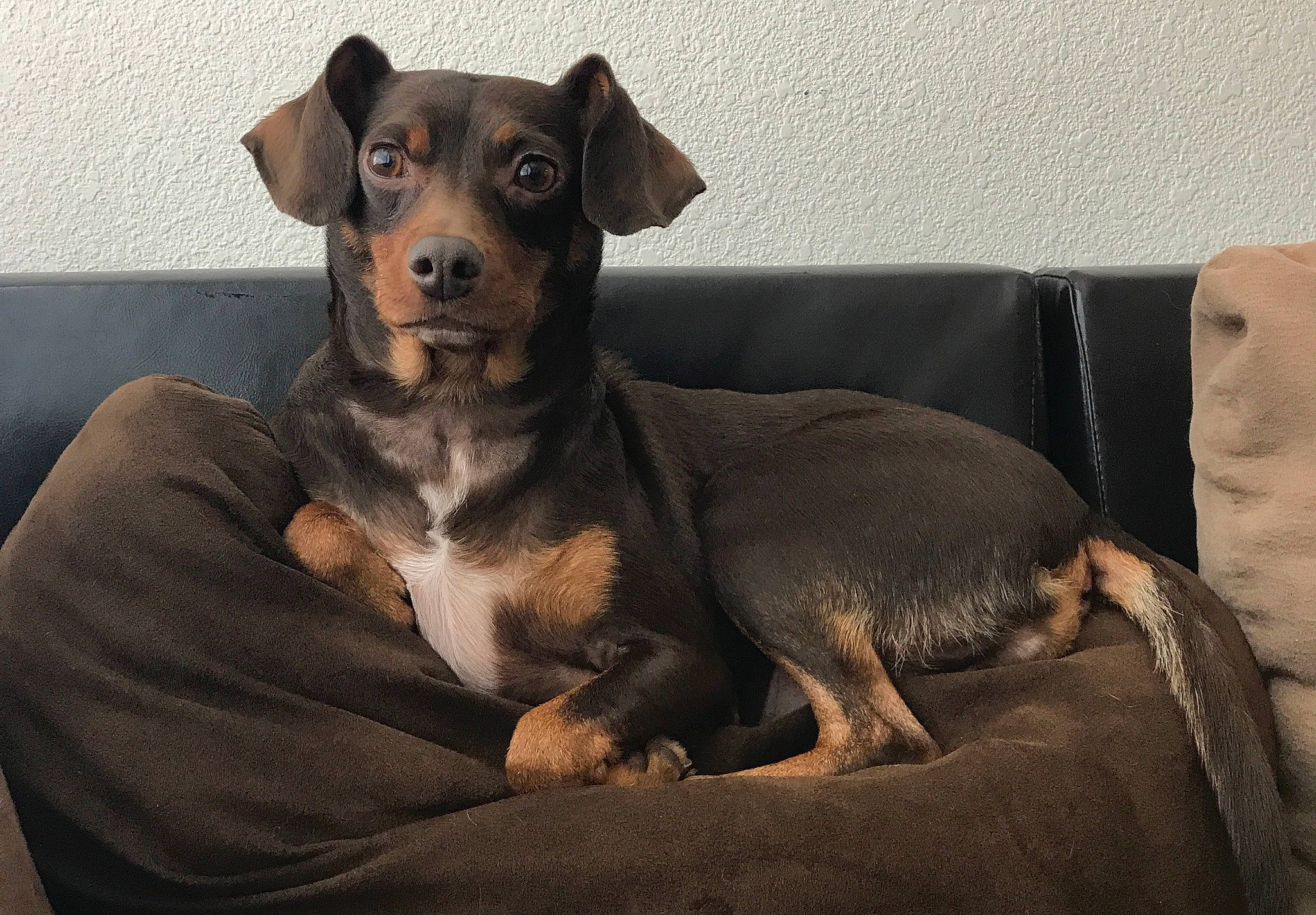 Lily is registered to the contest to win money with this photo: black_and_tan_terrier, canidae, carnivore, companion_dog, dog, dog_breed, fawn, german_pinscher, guard_dog, mammal, manchester_terrier, miniature_pinscher, pinscher, prazsky_krysarik, puppy, snout, toy_dog, vertebrate
