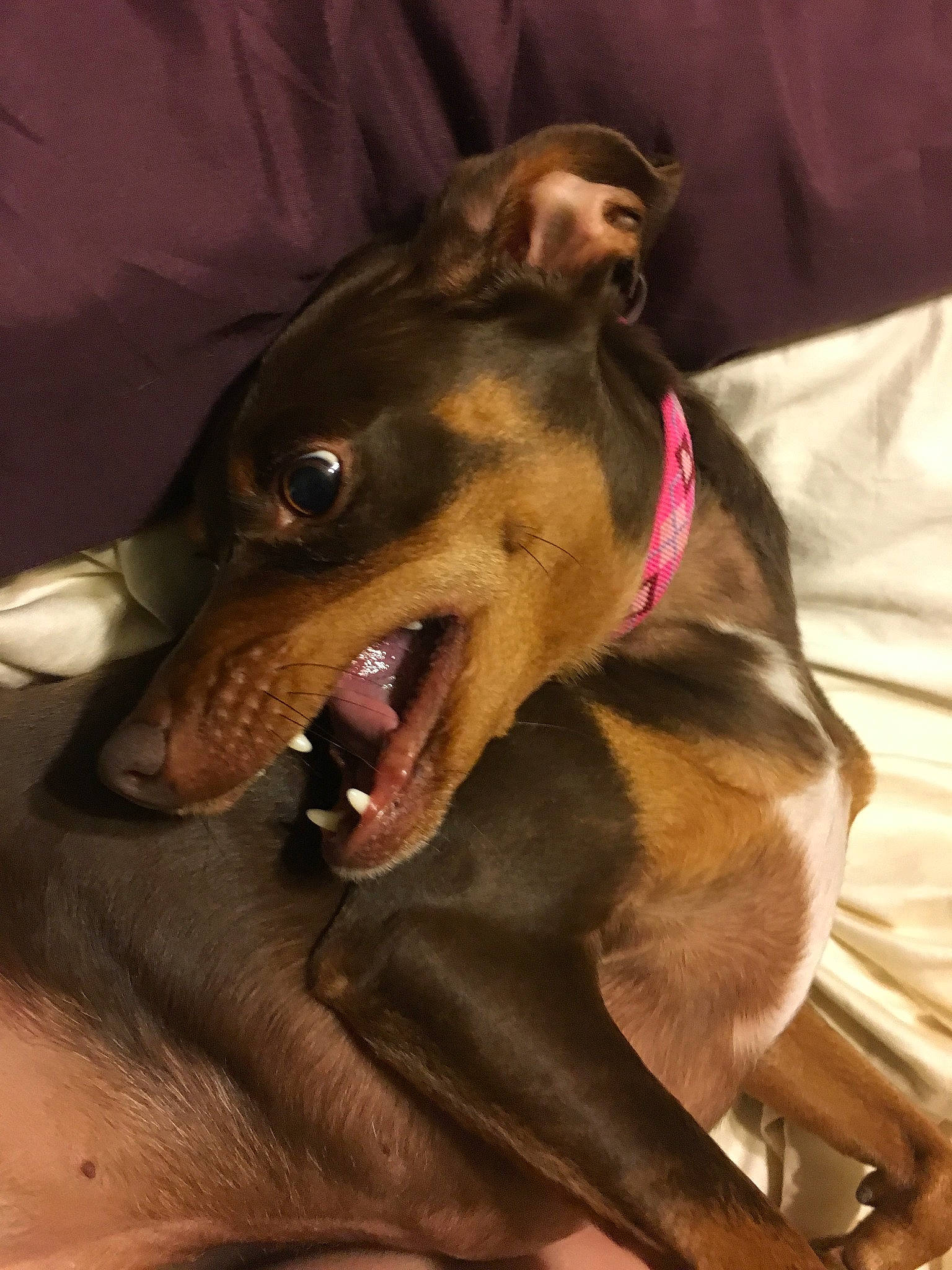 Lily is registered to the contest to win money with this photo: canidae, carnivore, dobermann, dog, dog_breed, facial_expression, galgo_espanol, german_pinscher, greyhound, guard_dog, hortaya_borzaya, italian_greyhound, lurcher, mammal, manchester_terrier, pinscher, polish_greyhound, snout, toy_manchester_terrier, vertebrate