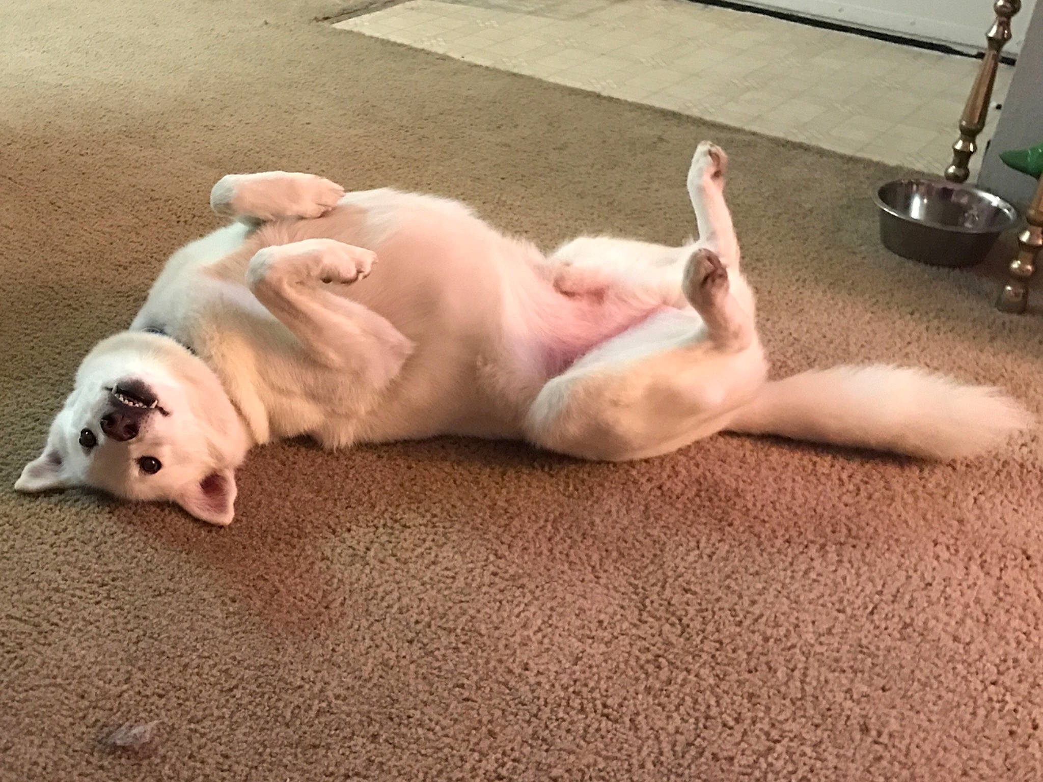 Lobo joined the competition — help win amazing prizes! canidae, carnivore, carpet, companion_dog, dog, dog_breed, dog_supply, fawn, floor, flooring, fur, mat, non_sporting_group, paw, plumbing_fixture, snout, sporting_group, terrestrial_animal, working_animal