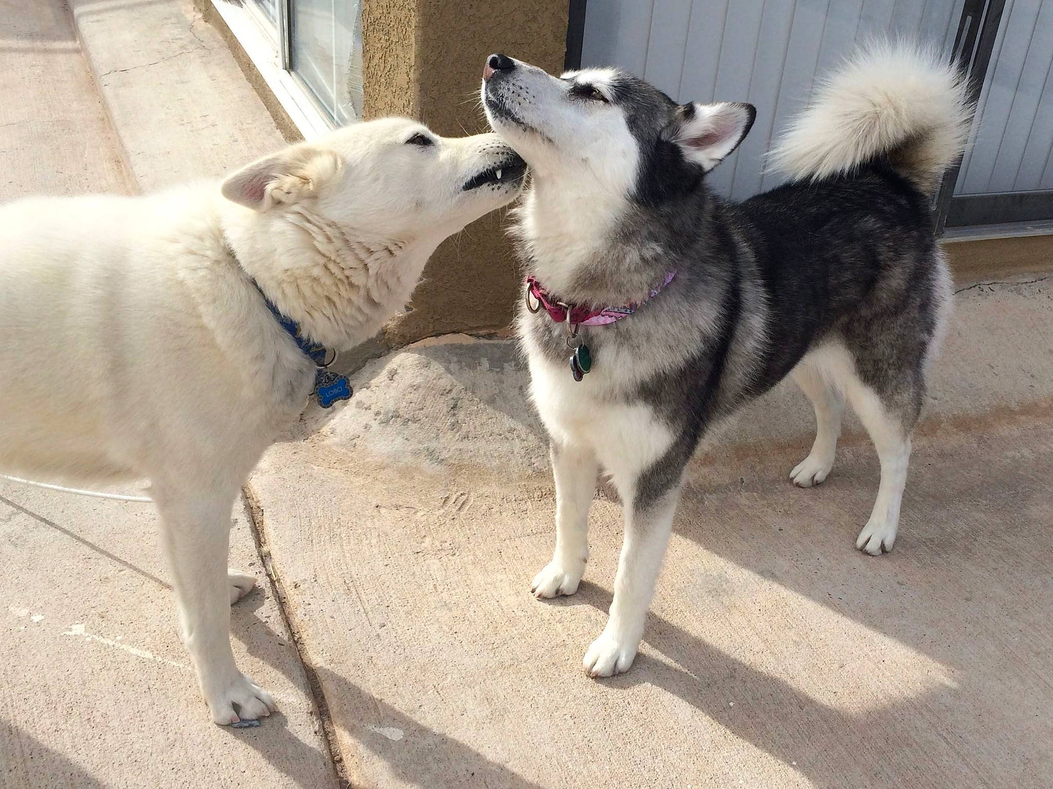 Lobo is registered to the contest to win money with this photo: ancient_dog_breeds, canidae, carnivore, collar, companion_dog, dog, dog_breed, dog_collar, dog_supply, fur, grey, leash, pet_supply, sled_dog, snout, sporting_group, tail, vertebrate, working_animal, working_dog
