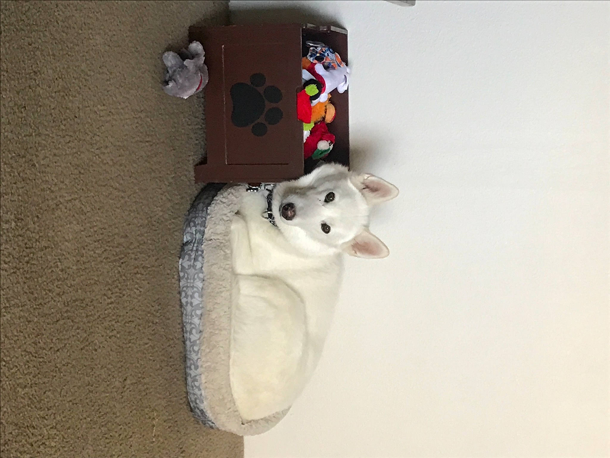 Lobo is registered to the contest to win money with this photo: animal_figure, baby_toys, bear, canidae, carnivore, companion_dog, teddy_bear, toy