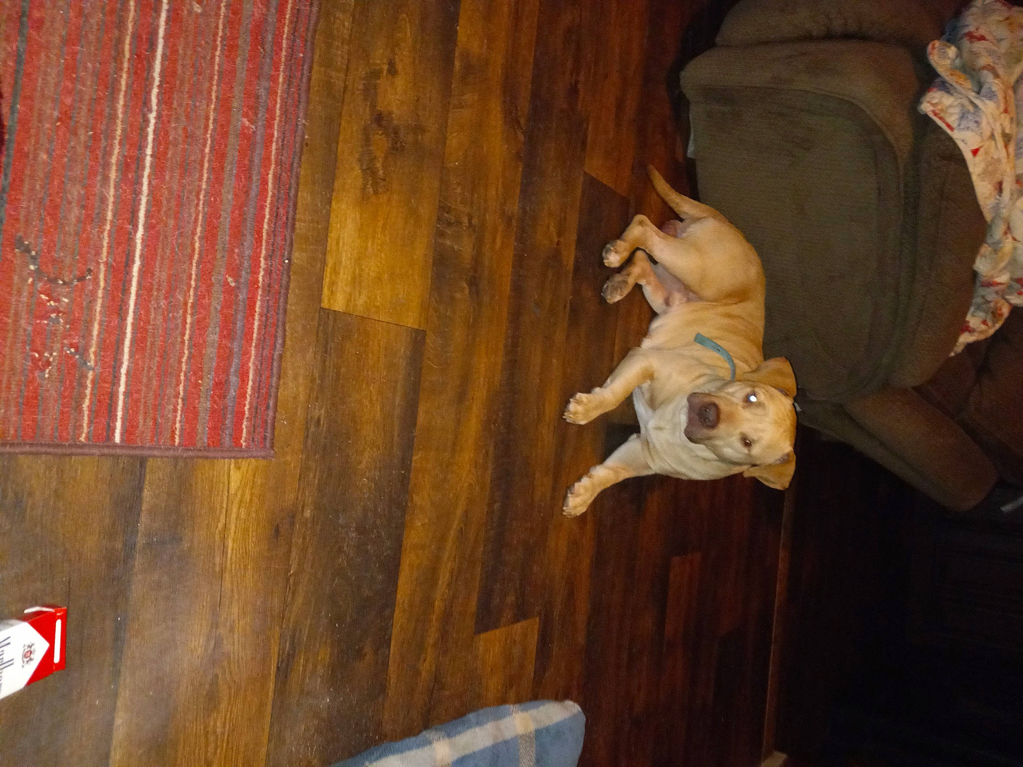 Joker is registered to the contest to win money with this photo: brown, carnivore, comfort, companion_dog, dog, dog_breed, fawn, felidae, floor, flooring, hardwood, plant, plywood, small_to_medium_sized_cats, tail, tints_and_shades, varnish, wood, wood_flooring, wood_stain