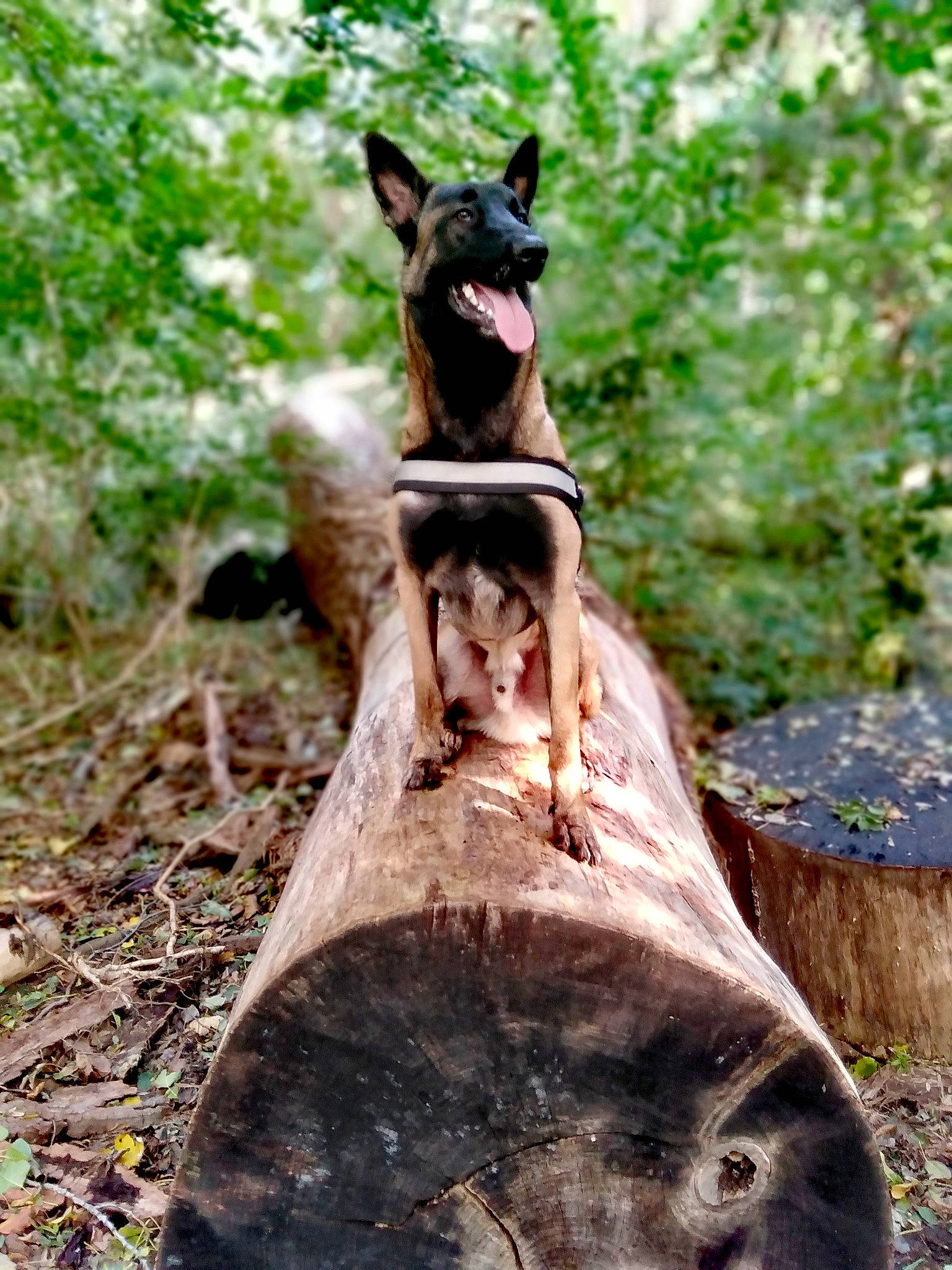 Slash a rejoint le concours — aidez-le/la à gagner de superbes lots ! carnivore, companion_dog, dog, dog_breed, fawn, felidae, grass, human_body, liver, plant, recreation, small_to_medium_sized_cats, snout, tail, terrestrial_animal, tree, trunk, vertebrate, wood, working_animal