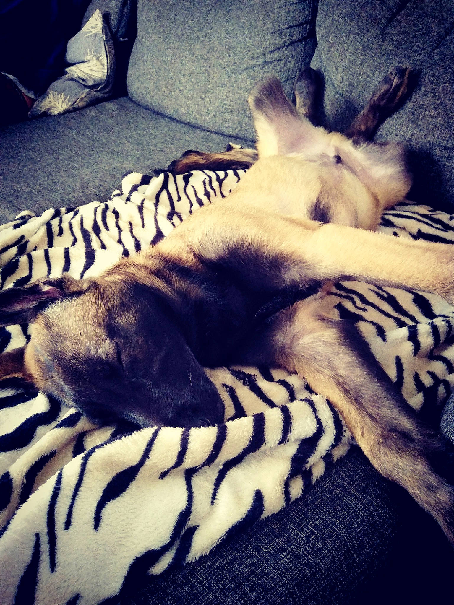 Slash participe au concours pour gagner de l'argent avec cette photo : black, blue, carnivore, cloud, comfort, companion_dog, cool, fawn, felidae, grey, light, mammal, sky, small_to_medium_sized_cats, snapshot, snout, tints_and_shades, vertebrate, whiskers, white