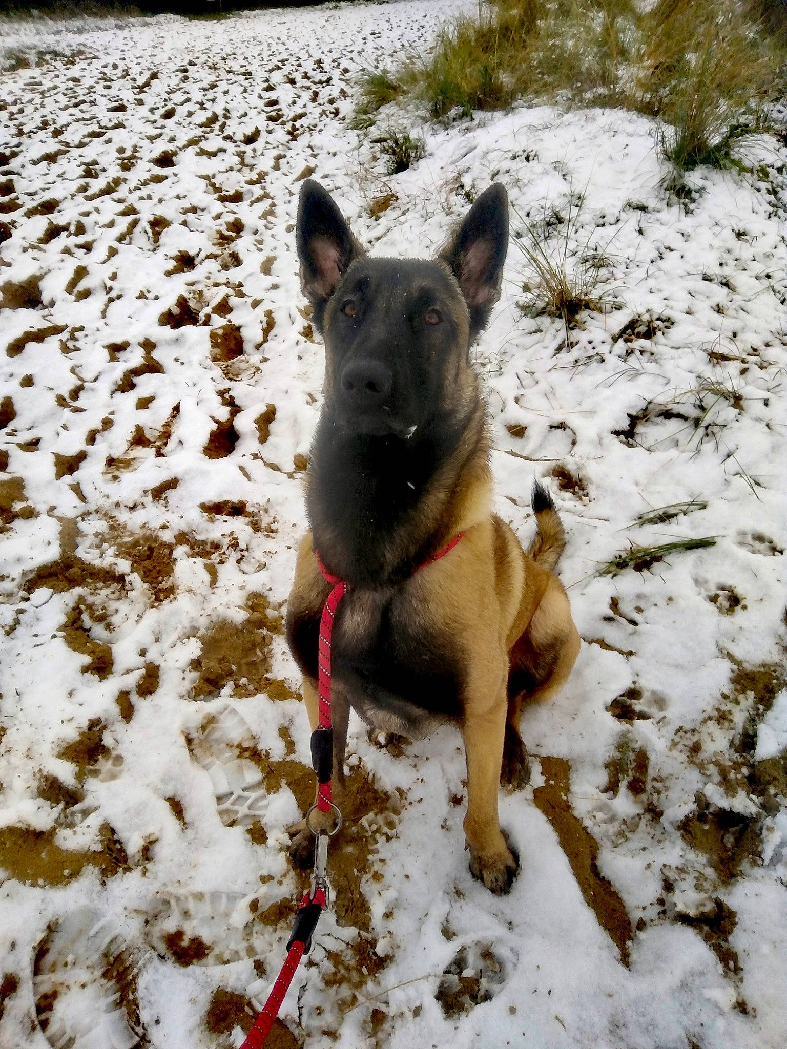 Slash a rejoint le concours — aidez-le/la à gagner de superbes lots ! adventure, canidae, carnivore, collar, dog, dog_breed, dog_collar, dog_supply, fawn, freezing, pet_supply, plant, precipitation, slope, snow, sporting_group, tail, winter, working_animal, working_dog