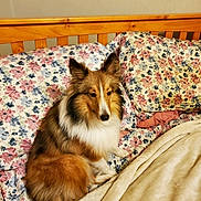 Princess Anne is registered to the contest to win money with this photo: dog, shetland_sheepdog, bed, blanket, pillow, floral_pattern, fur, pet, indoor, wooden_headboard, comfort, relaxed, animal, canine, cute, furry, resting, home, cozy, sleep_area
