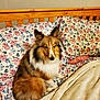 dog, shetland_sheepdog, bed, blanket, pillow, floral_pattern, fur, pet, indoor, wooden_headboard, comfort, relaxed, animal, canine, cute, furry, resting, home, cozy, sleep_area