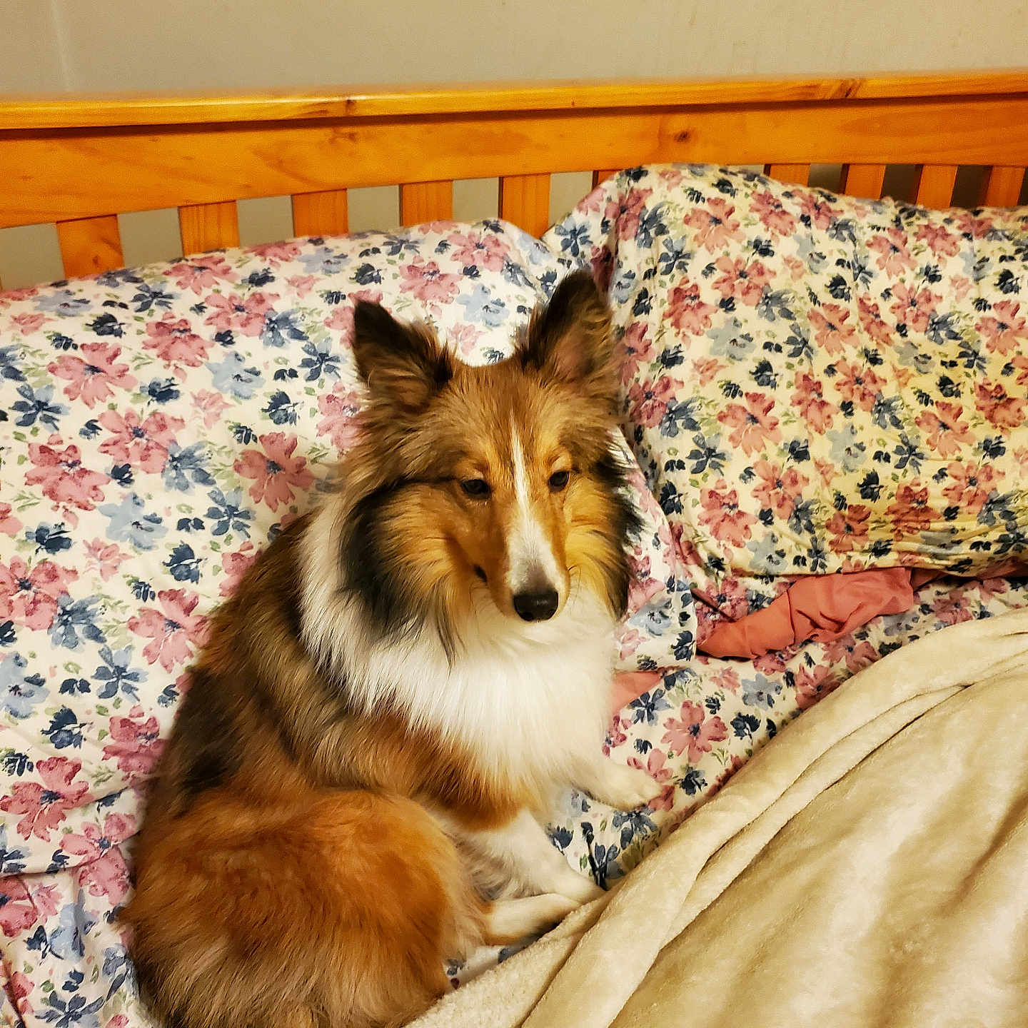 Princess Anne is registered to the contest to win money with this photo: animal, bed, blanket, canine, comfort, cozy, cute, dog, floral_pattern, fur, furry, home, indoor, pet, pillow, relaxed, resting, shetland_sheepdog, sleep_area, wooden_headboard