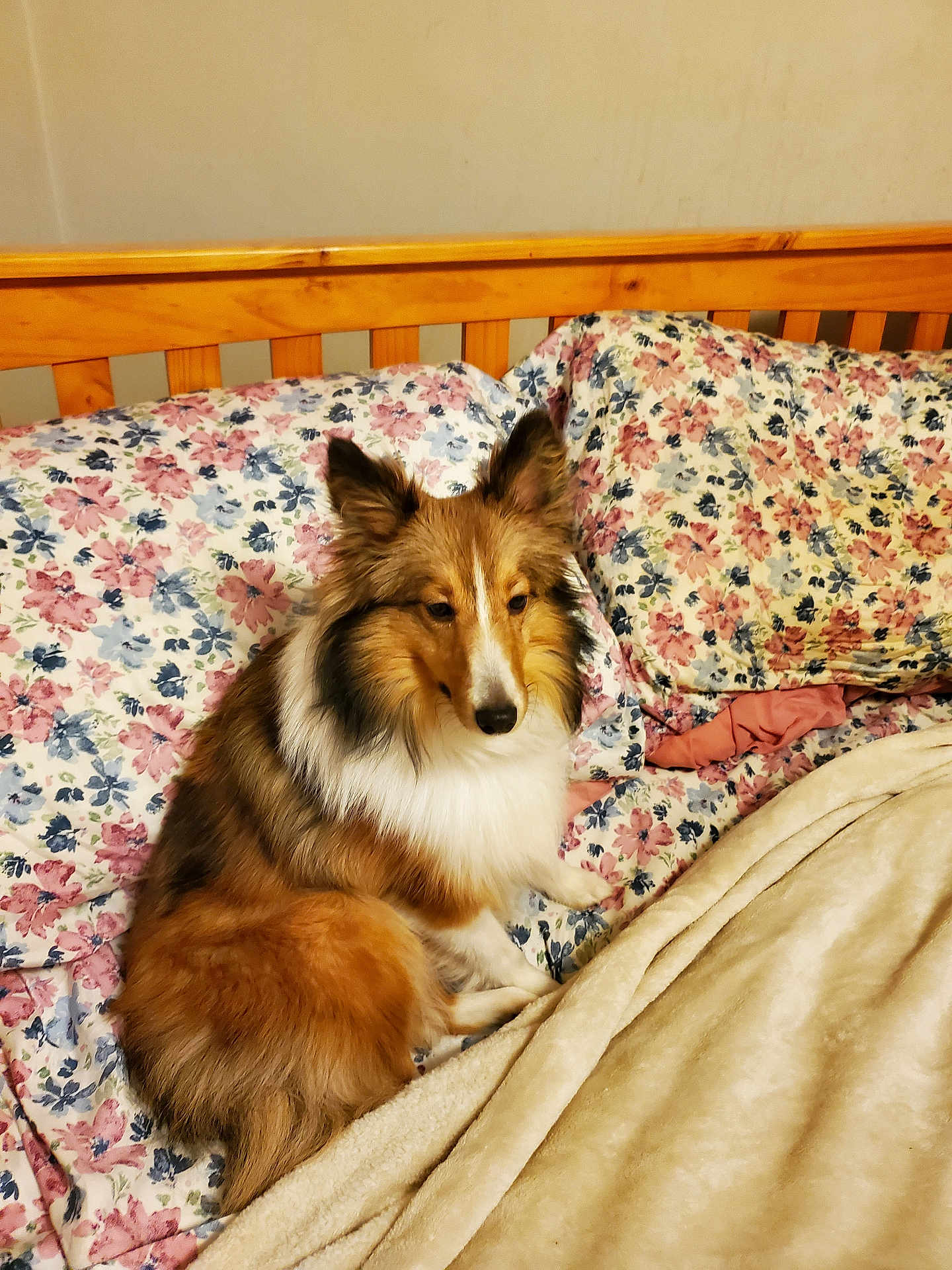Princess Anne is registered to the contest to win money with this photo: dog, shetland_sheepdog, bed, blanket, pillow, floral_pattern, fur, pet, indoor, wooden_headboard, comfort, relaxed, animal, canine, cute, furry, resting, home, cozy, sleep_area