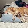 dogs, canine, pets, two_dogs, large_dog, small_dog, tan_dog, white_dog, brown_dog, lying_down, sleeping, playful, happy, open_mouth, tongue, bed, pillow, blanket, bedroom, indoors