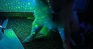 Aries is registered to the contest to win money with this photo: cat, fluffy_cat, long_hair, pet, animal, sitting, indoors, dark, blue_light, green_light, laser_lights, glowing, dramatic_lighting, shadow, carpet, paper, messy_floor, reflection, aquarium, nighttime