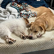 Aries is registered to the contest to win money with this photo: dogs, puppies, sleeping, cuddling, bed, bedroom, blankets, cozy, fluffy_dog, tan_dog, white_dog, pet, animals, resting, indoors, home, mattress, snuggling, relaxed, photography