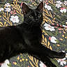 cat, black_cat, pet, feline, animal, lying_down, relaxed, portrait, close_up, green_eyes, pointed_ears, whiskers, fur, bed, blanket, floral_pattern, indoors, home, cozy, photography
