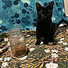 Eclipse is registered to the contest to win money with this photo: black_cat, cat, pet, animal, sitting, indoors, bed, blanket, floral_pattern, mickey_mouse_pattern, jar, treats, food, fur, ears, eyes, portrait, home, cozy, serious_expression