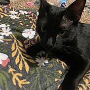 Eclipse joined the competition — help win amazing prizes! black_cat, cat, feline, pet, animal, green_eyes, whiskers, pointed_ears, fur, lying_down, relaxed, portrait, close_up, blanket, floral_pattern, indoors, bedroom, water_bottle, household_items, photography