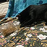 Eclipse joined the competition — help win amazing prizes! cat, black_cat, pet, animal, indoors, bed, blanket, floral_pattern, jar, food, kibble, spilled_food, paw, fur, sleeping_area, home, cozy, investigation, playful, photography
