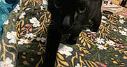 Eclipse joined the competition — help win amazing prizes! cat, black_cat, animal, pet, feline, whiskers, eyes, paws, fur, curious, walking, blanket, floral_pattern, bed, indoor, home, plush_toy, carpet, close_up, photography