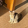 cat, tabby_cat, sunlight, shadow, floor, tiles, doorframe, wood, indoor, pet, animal, feline, striped, sitting, relaxed, domestic, quiet, warm, daylight, corner