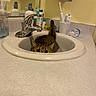 Molly is registered to the contest to win money with this photo: cat, sink, bathroom, tabby_cat, curious, countertop, toothbrush, toothpaste, soap_dispenser, mirror, towel, water_bottle, faucet, yellow_wall, household, pet, domestic_animal, indoor, playful, animal