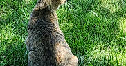Molly joined the competition — help win amazing prizes! cat, tabby_cat, grass, outdoor, nature, animal, pet, sunlight, shadow, greenery, fur, sitting, back_view, mammal, whiskers, tail, daylight, peaceful, calm, wildlife