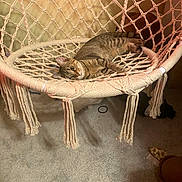 Molly joined the competition — help win amazing prizes! animal, carpet, casual, cat, cozy, curious, cute, furniture, hanging_chair, home, indoor, looking, macrame, pet, relaxed, resting, room, rope_chair, soft_light, tabby_cat