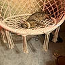 cat, tabby_cat, hanging_chair, macrame, rope_chair, indoor, carpet, furniture, pet, relaxed, resting, home, cozy, animal, cute, looking, curious, soft_light, room, casual