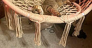 Molly is registered to the contest to win money with this photo: animal, carpet, cat, cozy, curious, floor, fringe, furniture, hanging_chair, home, indoor, macrame, pet, relaxed, resting, soft_texture, striped_fur, tabby_cat, warm_lighting, woven_chair