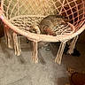 Molly is registered to the contest to win money with this photo: cat, tabby_cat, hanging_chair, macrame, woven_chair, indoor, carpet, pet, relaxed, furniture, cozy, home, animal, resting, curious, striped_fur, warm_lighting, soft_texture, floor, fringe