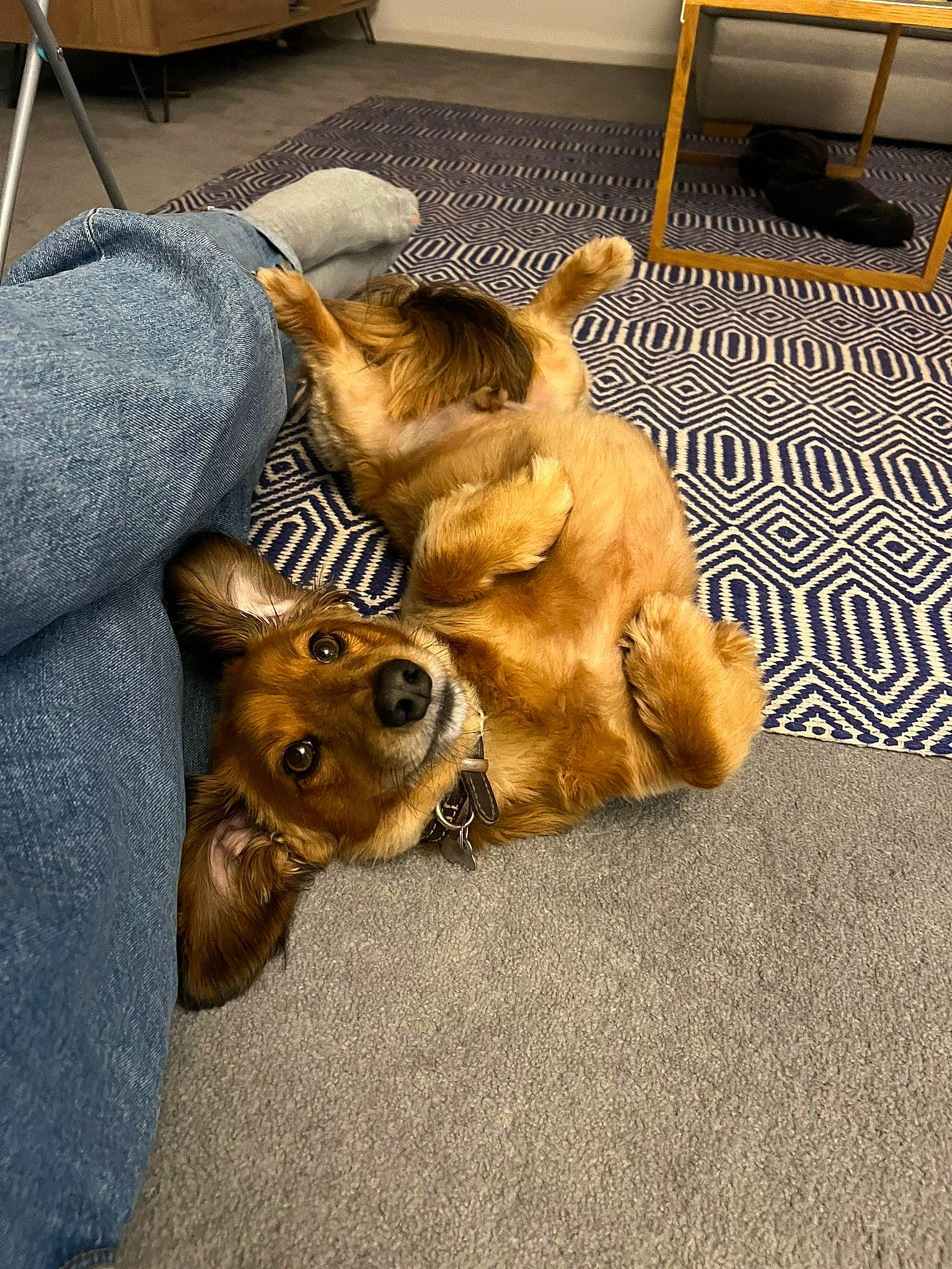 Harvey joined the competition — help win amazing prizes! ancient_dog_breeds, canidae, carnivore, claw, companion_dog, dog, dog_breed, fawn, felidae, flooring, flowerpot, fur, non_sporting_group, paw, snout, sporting_group, whiskers, wildlife, working_animal