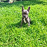 Billy a rejoint le concours — aidez-le/la à gagner de superbes lots ! animal, backyard, black_dog, dog, french_bulldog, garden, grass, greenery, lawn, nature, outdoor, pet, pointed_ears, portrait, puppy, short_coat, sitting, standing, sunlight, white_chest