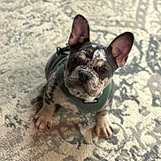 Merle Haggard joined the competition — help win amazing prizes! dog, puppy, french_bulldog, brindle, harness, carpet, indoors, sitting, looking_up, ears, paws, eyes, pet, domestic_animal, portrait, small_dog, leash, cute, whiskers, front_legs