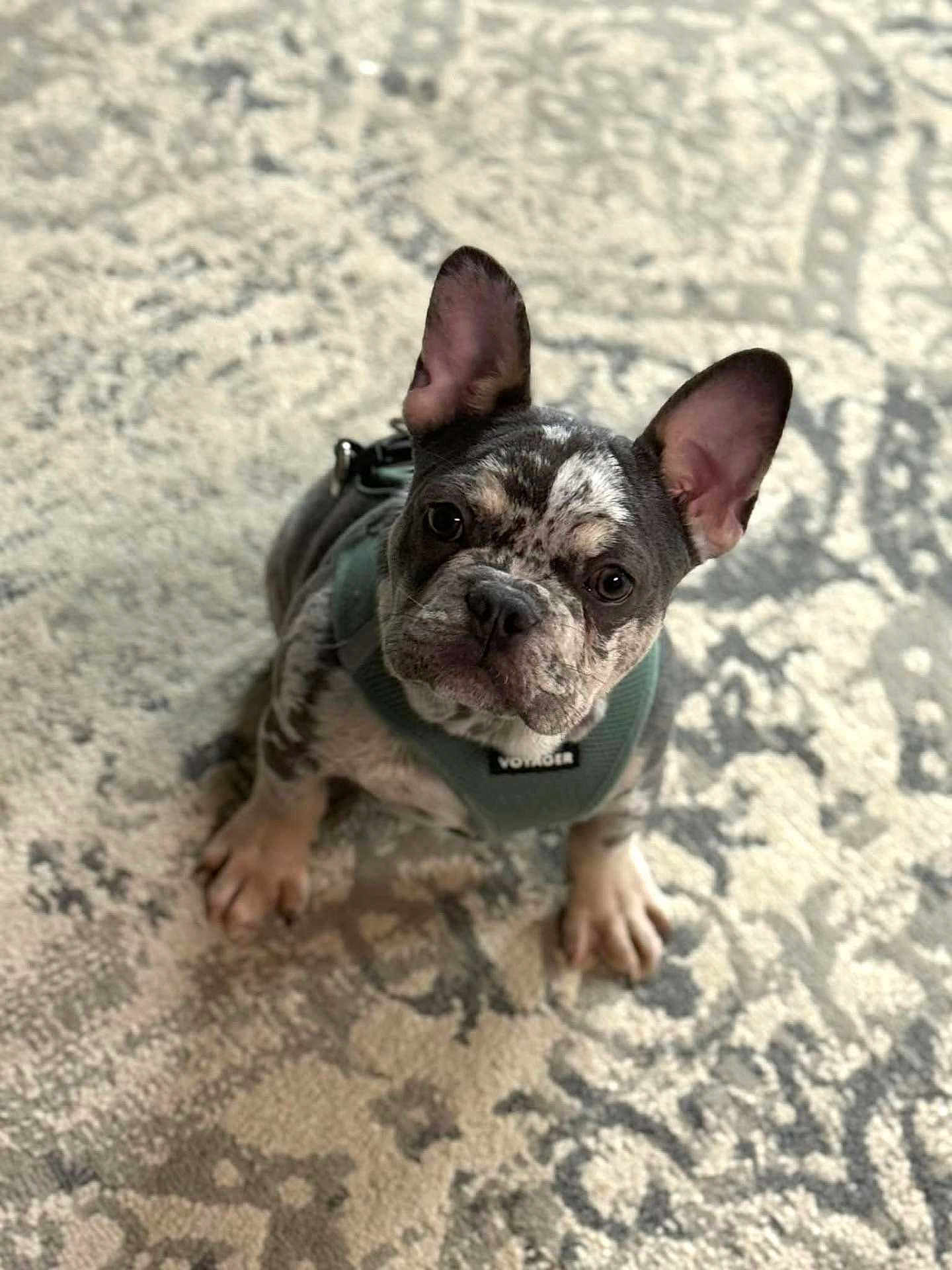 Merle Haggard joined the competition — help win amazing prizes! dog, puppy, french_bulldog, brindle, harness, carpet, indoors, sitting, looking_up, ears, paws, eyes, pet, domestic_animal, portrait, small_dog, leash, cute, whiskers, front_legs