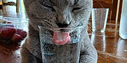 Wayatt participe au concours pour gagner de l'argent avec cette photo : animal, cat, closeup, cute, domestic_cat, drinking, ears, feline, glass, gray_cat, happy, indoor, paws, pet, relaxed, table, tongue, water, whiskers, wooden_table