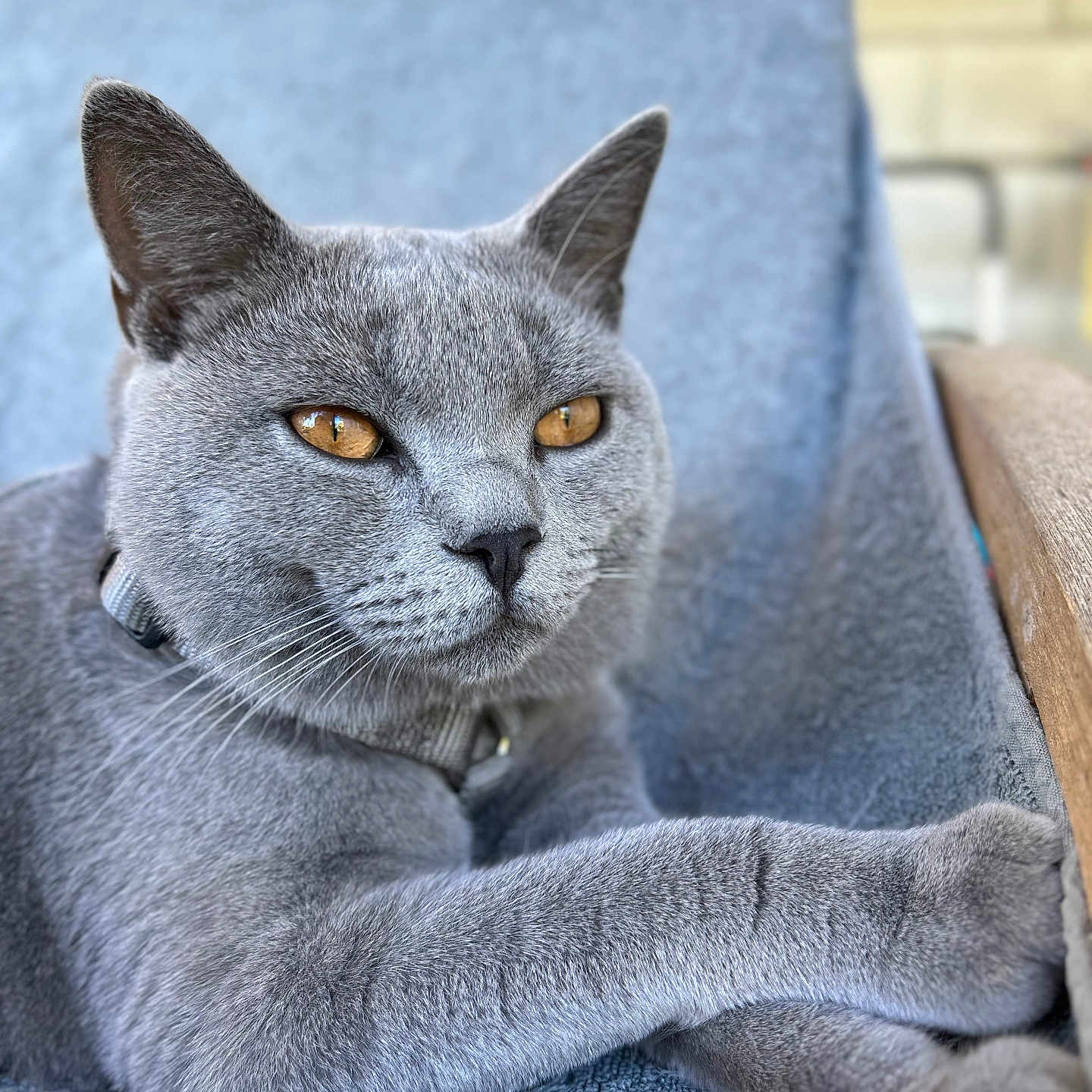 Wayatt a rejoint le concours — aidez-le/la à gagner de superbes lots ! amber_eyes, animal, blanket, cat, chair, closeup, collar, domestic_cat, feline, fur, gray_cat, indoor, paw, pet, portrait, relaxed, resting, sitting, texture, whiskers