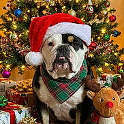 Daisy joined the competition — help win amazing prizes! bulldog, dog, santa_hat, plaid_scarf, christmas_tree, christmas_lights, presents, gift_wrapping, stuffed_reindeer, holiday, festive, decorations, indoors, seasonal, celebration, pet, animal, cute, christmas, festivity