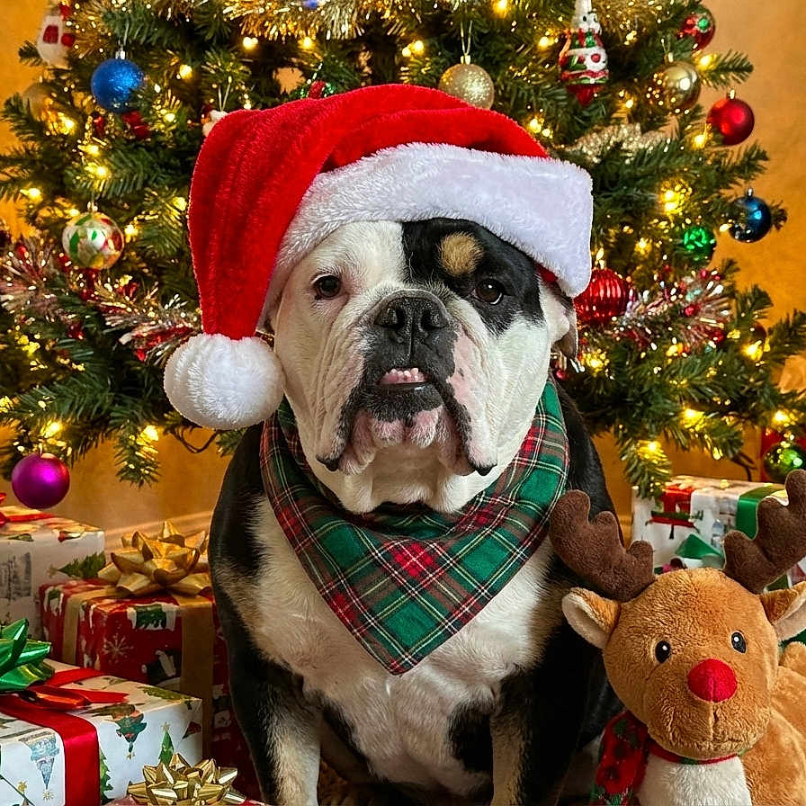 Daisy joined the competition — help win amazing prizes! animal, bulldog, celebration, christmas, christmas_lights, christmas_tree, cute, decorations, dog, festive, festivity, gift_wrapping, holiday, indoors, pet, plaid_scarf, presents, santa_hat, seasonal, stuffed_reindeer