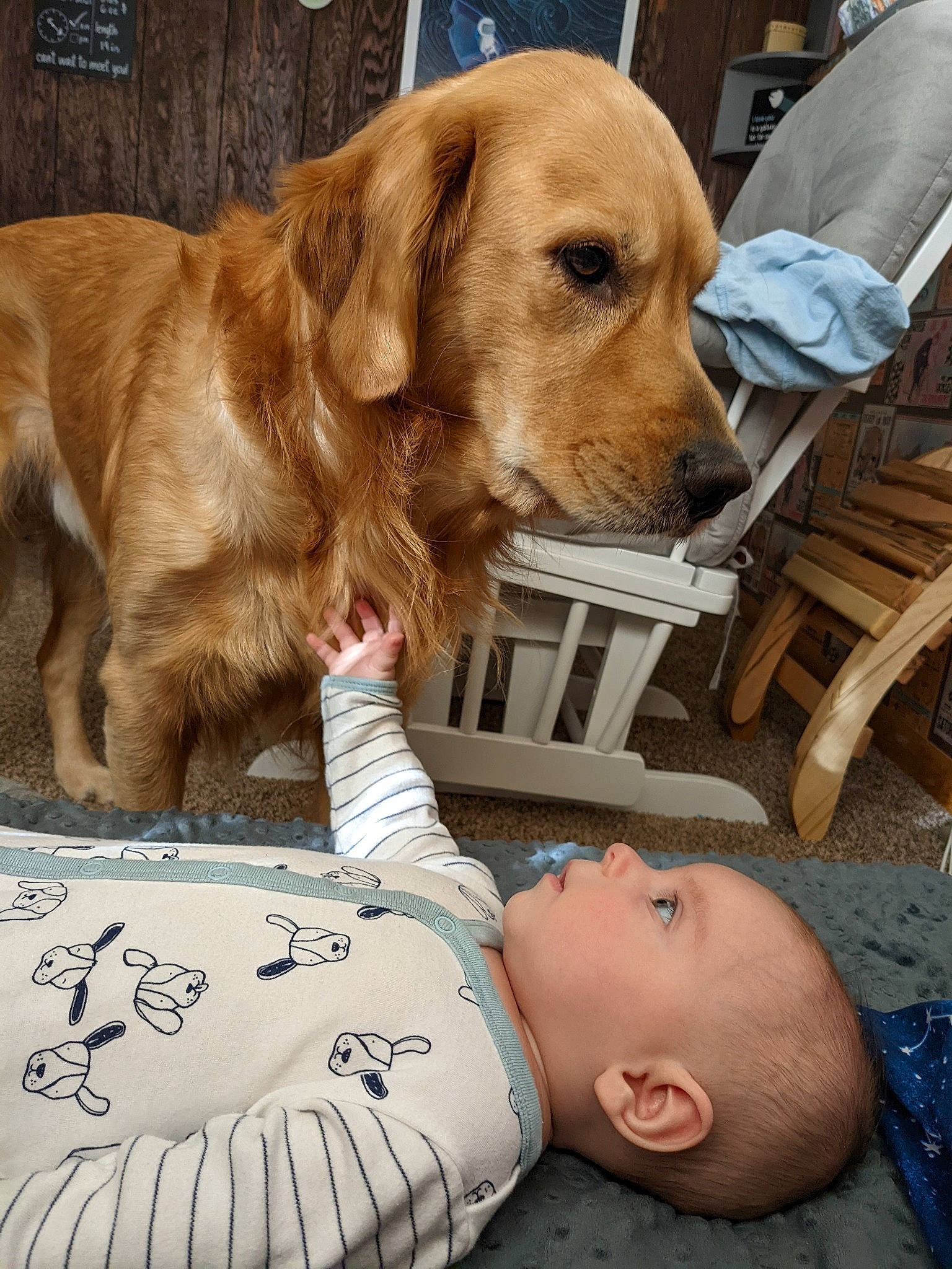 Nicolas is registered to the contest to win money with this photo: baby, carnivore, chair, comfort, companion_dog, dog, dog_breed, dog_collar, fawn, fur, gun_dog, liver, person, snout, sporting_group, toddler, tree, whiskers, wood, working_animal