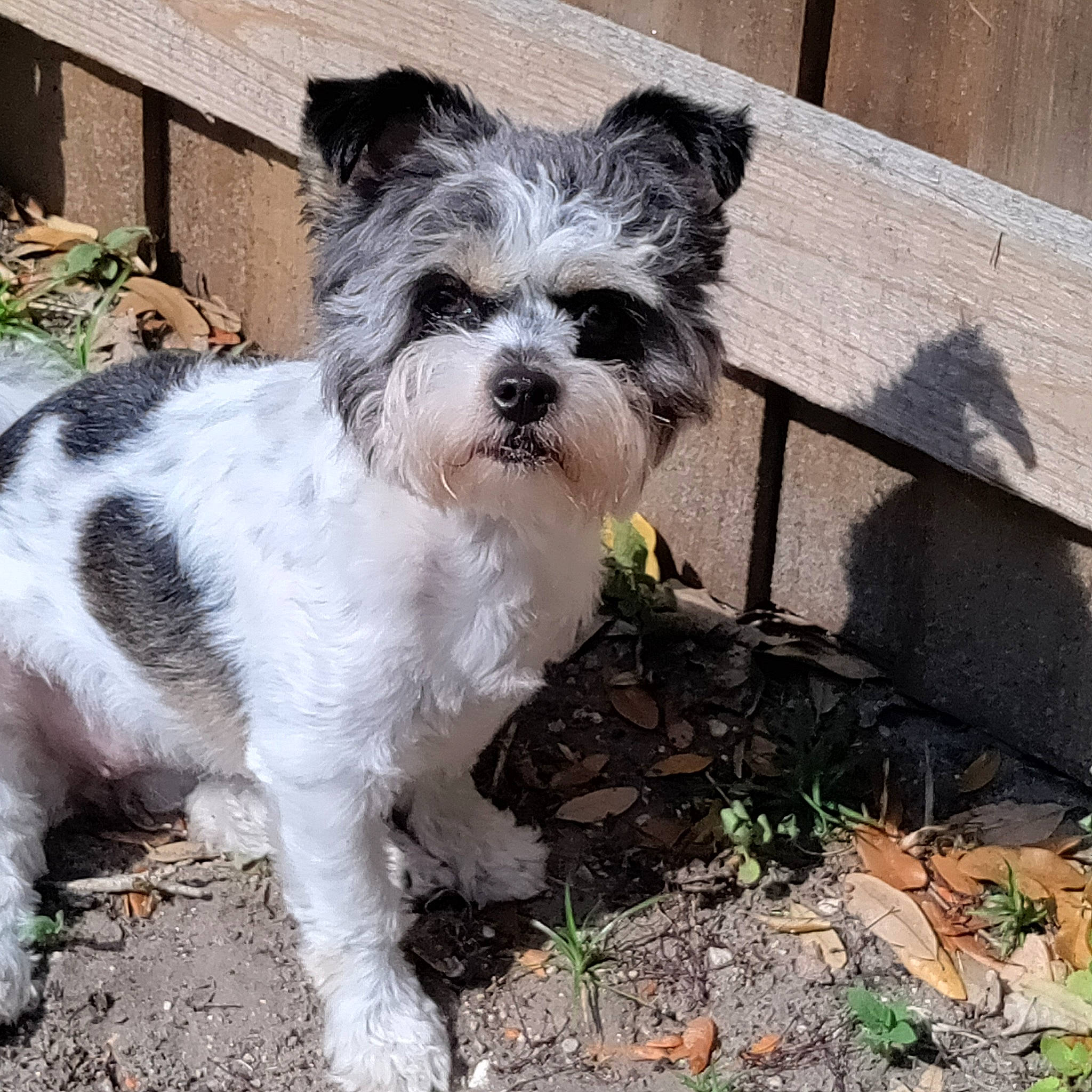 Tinkerbell joined the competition — help win amazing prizes! canidae, carnivore, companion_dog, dog, dog_breed, dog_collar, dog_supply, grass, maltepoo, non_sporting_group, plant, small_terrier, snout, soil, sporting_group, tail, terrier, toy_dog, water_dog, working_animal