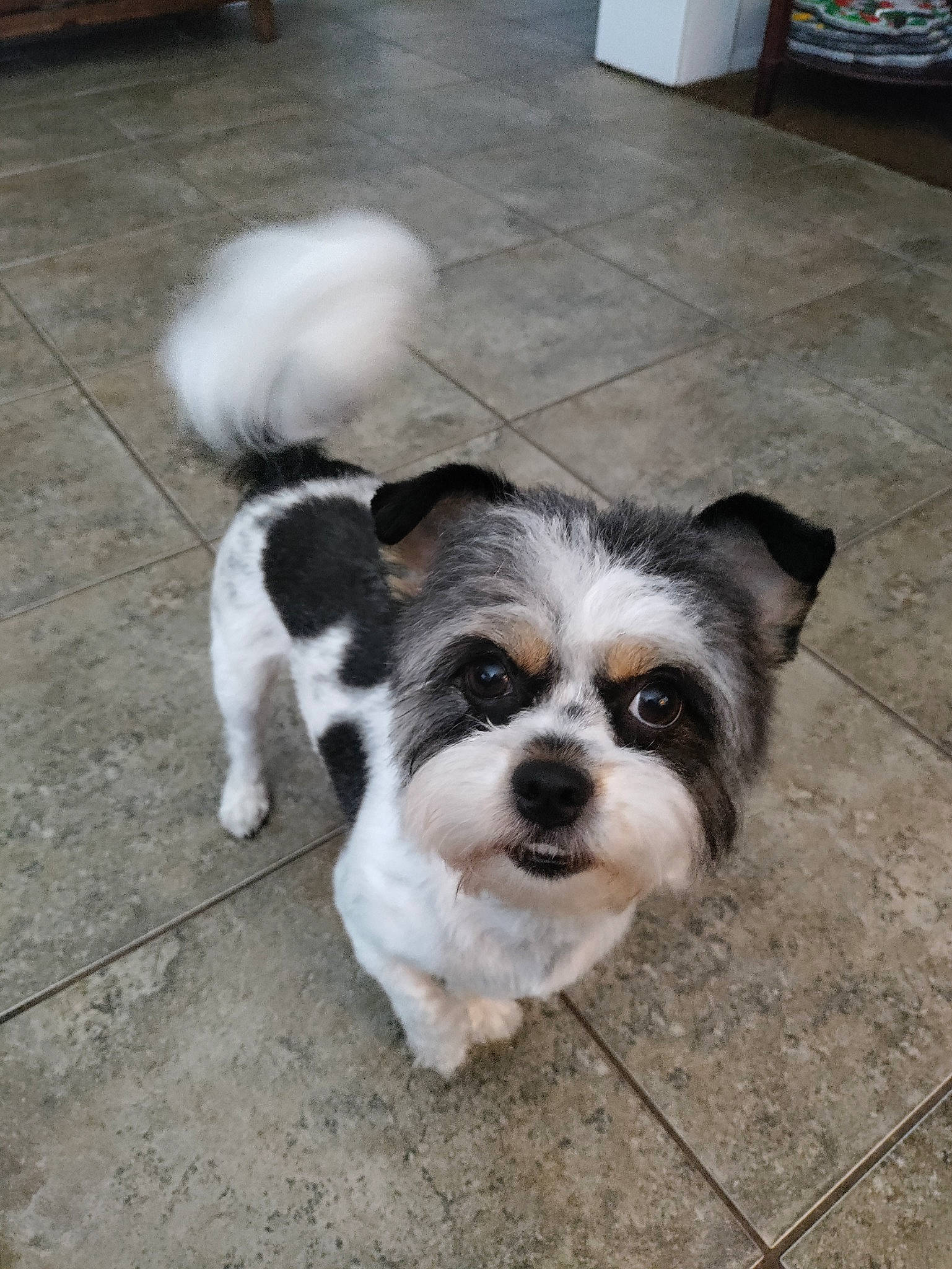 Tinkerbell joined the competition — help win amazing prizes! ancient_dog_breeds, canidae, carnivore, companion_dog, dog, dog_breed, flooring, fur, maltepoo, non_sporting_group, puppy, puppy_love, road_surface, small_terrier, snout, terrier, toy_dog, working_animal, working_dog