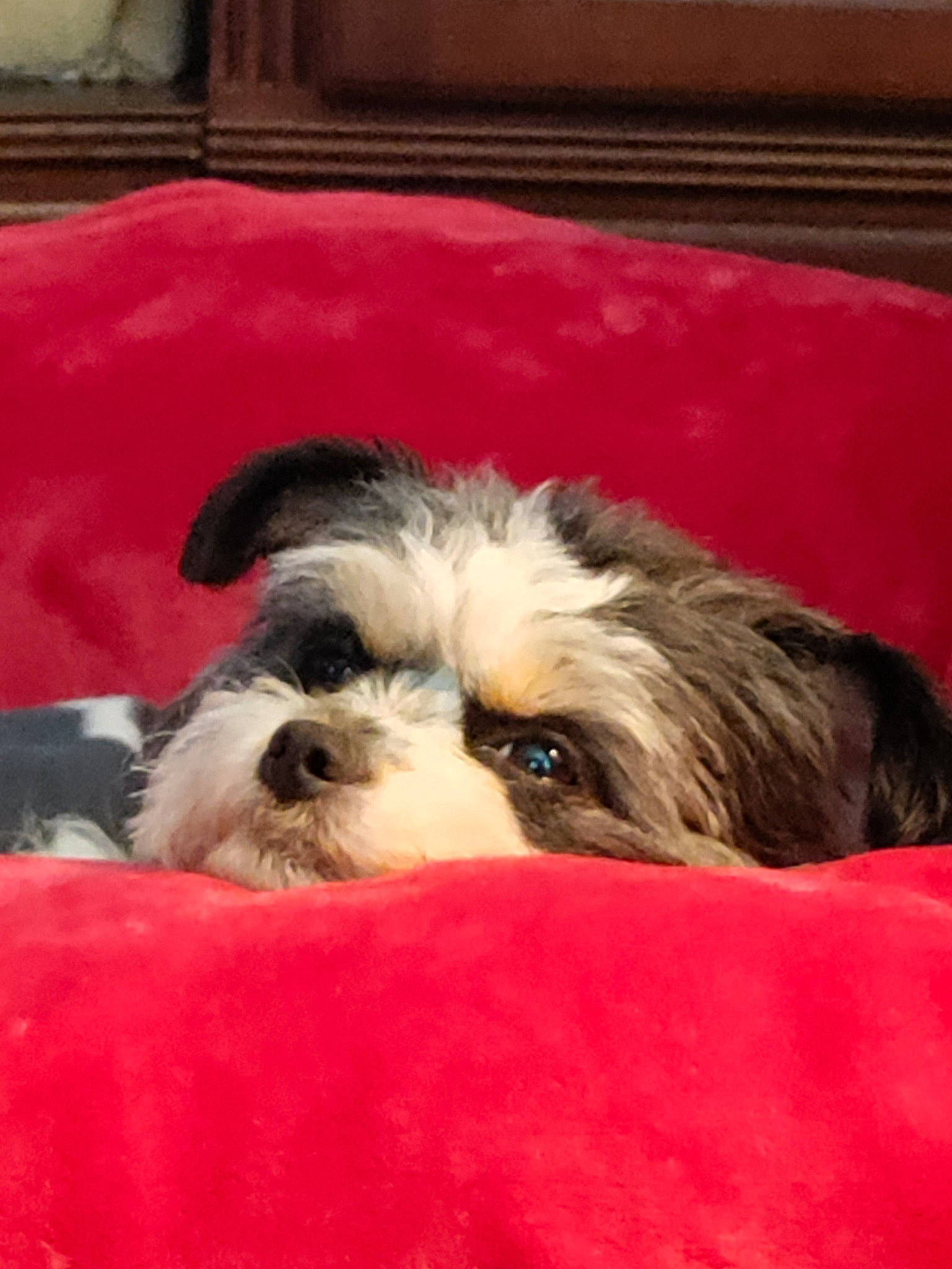 Tinkerbell is registered to the contest to win money with this photo: canidae, carnivore, comfort, companion_dog, dog, dog_bed, dog_breed, dog_supply, fur, liver, maltepoo, nap, pet_supply, small_terrier, snout, sporting_group, terrestrial_animal, terrier, toy_dog, working_animal