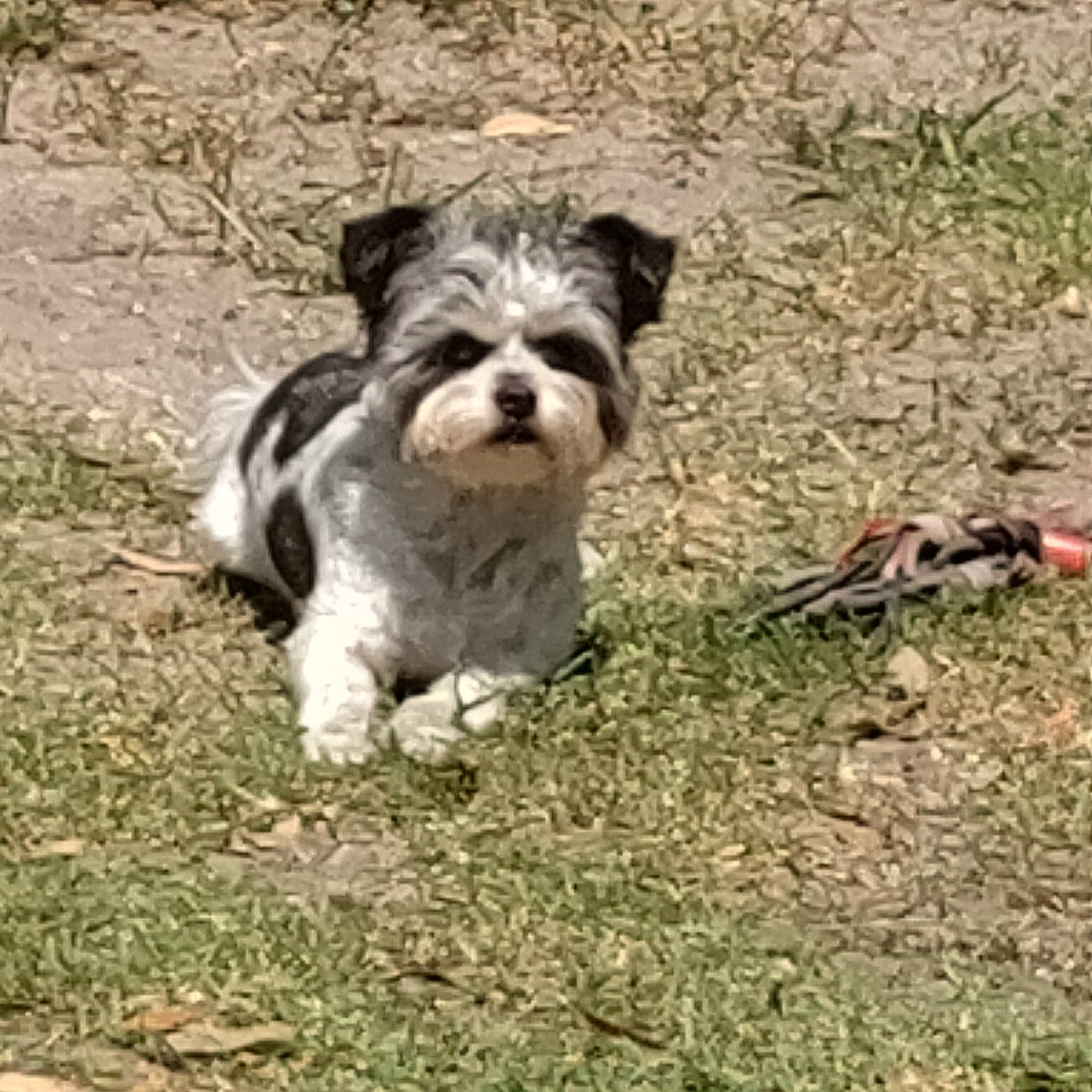 Tinkerbell is registered to the contest to win money with this photo: biewer_terrier, canidae, carnivore, companion_dog, corn_on_the_cob, dog, dog_breed, dog_collar, fur, grass, liver, non_sporting_group, schnauzer, small_terrier, soil, sporting_group, terrier, toy_dog, water_dog, working_animal