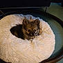 puppy, dog, pet_bed, fluffy, cozy, indoor, small_dog, cute, animal, fur, resting, round_bed, soft_texture, young_dog, companion, domestic_animal, adorable, comfort, cute_pet, snug