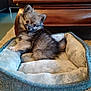 Youki a rejoint le concours — aidez-le/la à gagner de superbes lots ! puppy, dog, pet_bed, indoor, furniture, wood, floor, carpet, fluffy, cute, animal, young, looking_back, cozy, soft, domestic, small, companion, curious, relaxed