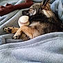 Youki participe au concours pour gagner de l'argent avec cette photo : dog, sleeping, blanket, baseball, toy, cozy, fur, paw, rest, nap, indoor, pet, relaxation, closeup, soft, brown, black, tan, animal, companion