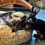 dog, rabbit, pet_bed, fluffy, resting, indoors, animal, cute, furry, companion, curious, black_rabbit, brown_dog, cozy, soft_texture, floor, closeup, domestic, friendship, relaxed