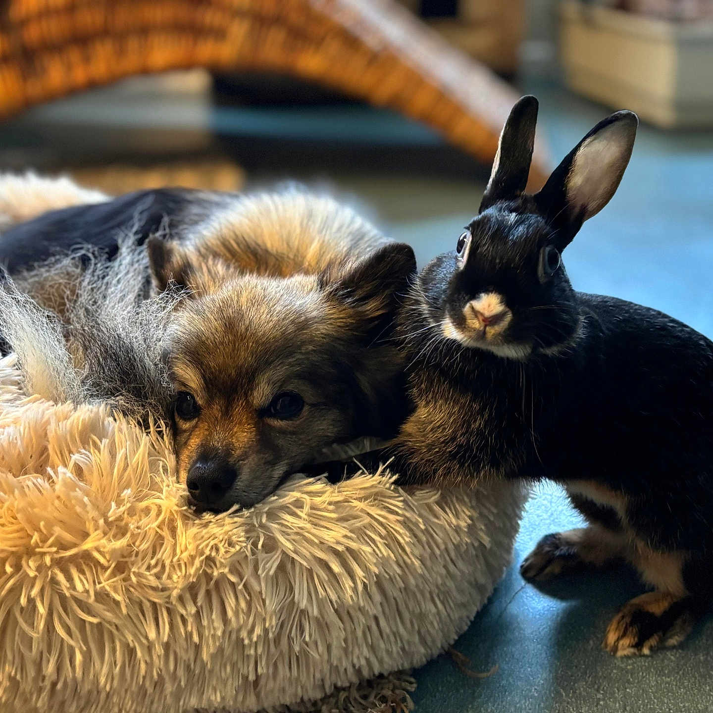 Youki a rejoint le concours — aidez-le/la à gagner de superbes lots ! animal, black_rabbit, brown_dog, closeup, companion, cozy, curious, cute, dog, domestic, floor, fluffy, friendship, furry, indoors, pet_bed, rabbit, relaxed, resting, soft_texture